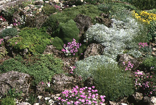 Rockgarden 4.jpg (48571 bytes)