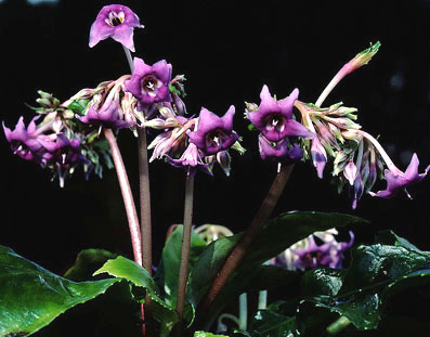 conandron_ramondioides.jpg (41826 bytes)