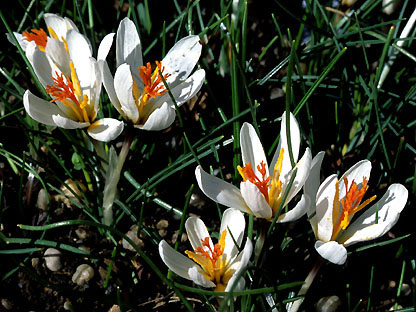 crocus_fleischeri.jpg (67457 bytes)