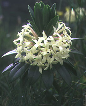 daphne_glomerata.jpg (31125 bytes)