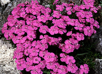 dianthus_alpinus.jpg (90521 bytes)