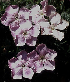 dianthus_alpinus_rosea.jpg (30342 bytes)