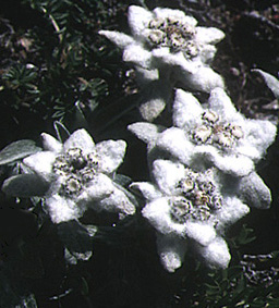 leontopodium_alpinum.jpg (49782 bytes)