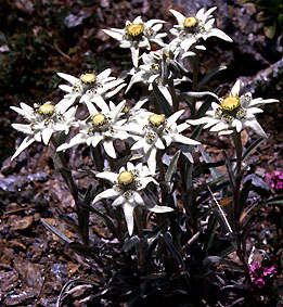 leontopodium_alpinum_hoch.jpg (48780 bytes)