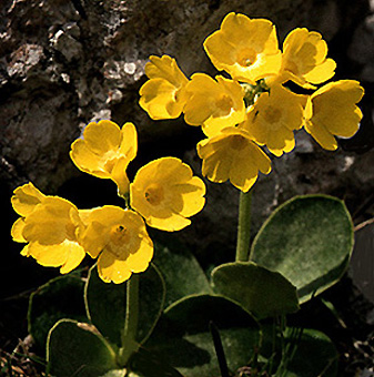 primula_auricula.jpg (78129 bytes)