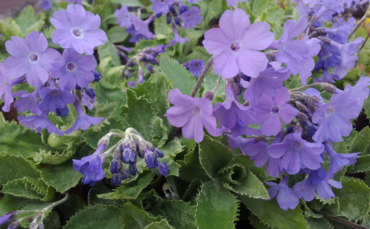 primula_marginata.jpg (113618 bytes)