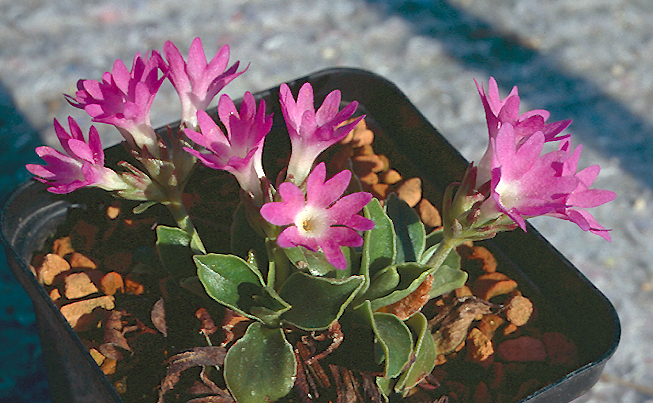 primula_wulfeniana.jpg (72966 bytes)