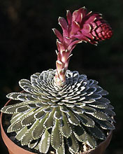 saxifraga_federici-augusti.jpg (22382 bytes)