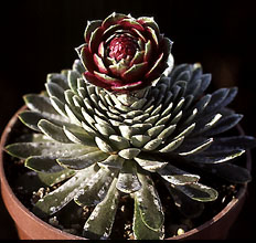 saxifraga_federici-augusti 0.jpg (29038 bytes)