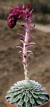 saxifraga_federici-augusti 1.jpg (23585 bytes)