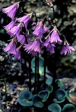 soldanella_alpina_2.jpg (42928 bytes)