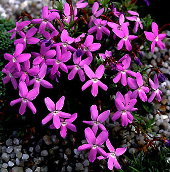 viola_cazorlensis.jpg (67332 bytes)